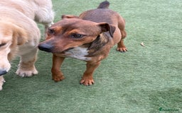 Mixed Breed dogs for adoption: Sweet Gomez looking for Love  - Image 15