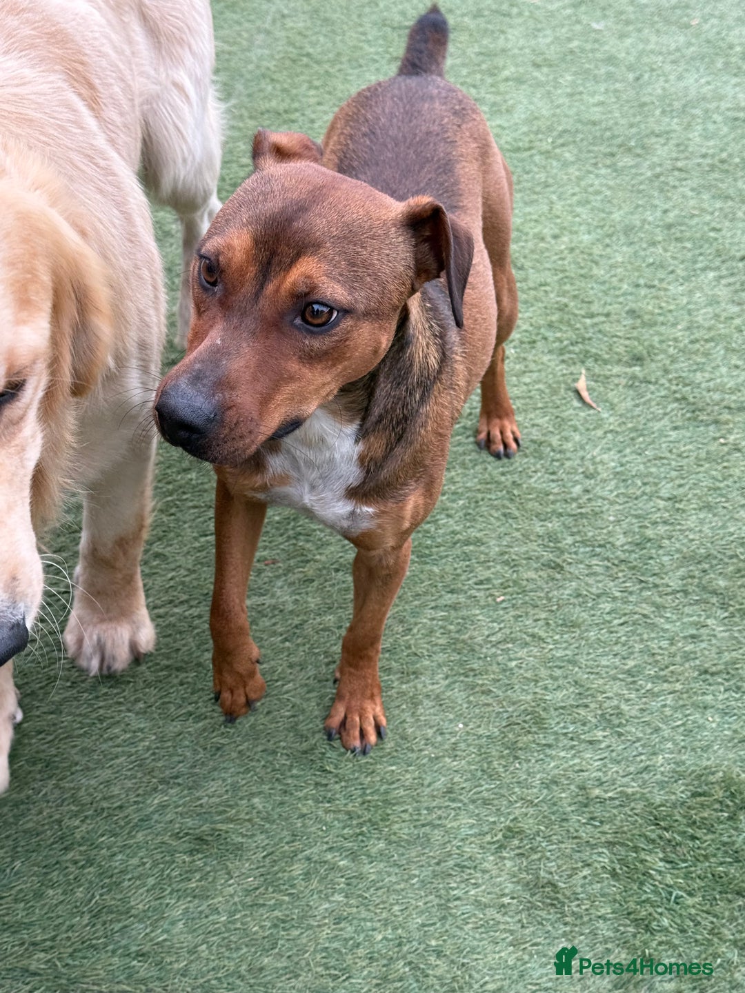 Mixed Breed dogs for adoption: Sweet Gomez looking for Love  - Image 15