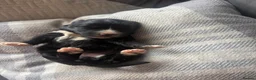 Mixed Breed dogs for sale: BEAUTIFUL MINI CORGIPOO PUPPIES  in Llanelli - Advert 32
