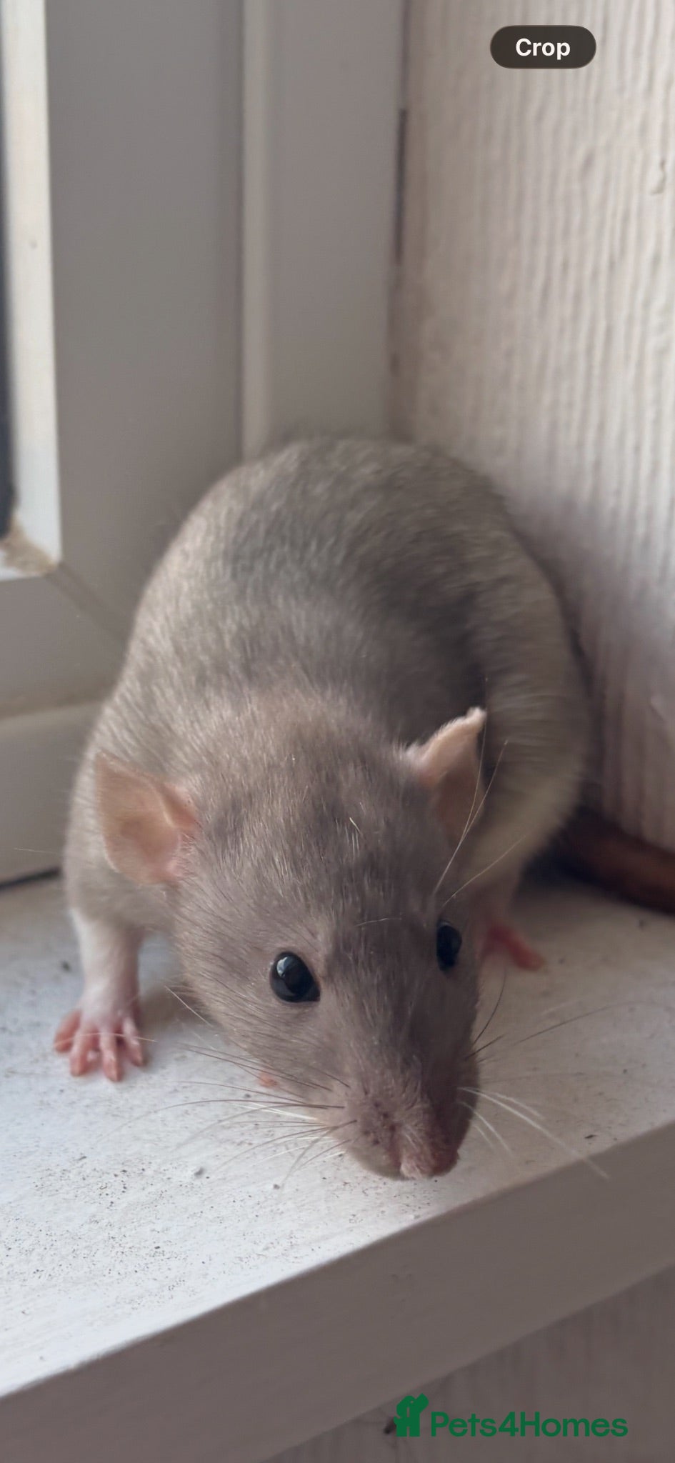 Rat rodents Female baby dumbo rat - Advert 1