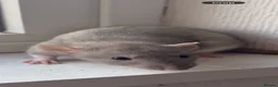 Rat rodents for sale: Female baby dumbo rat - Advert 1