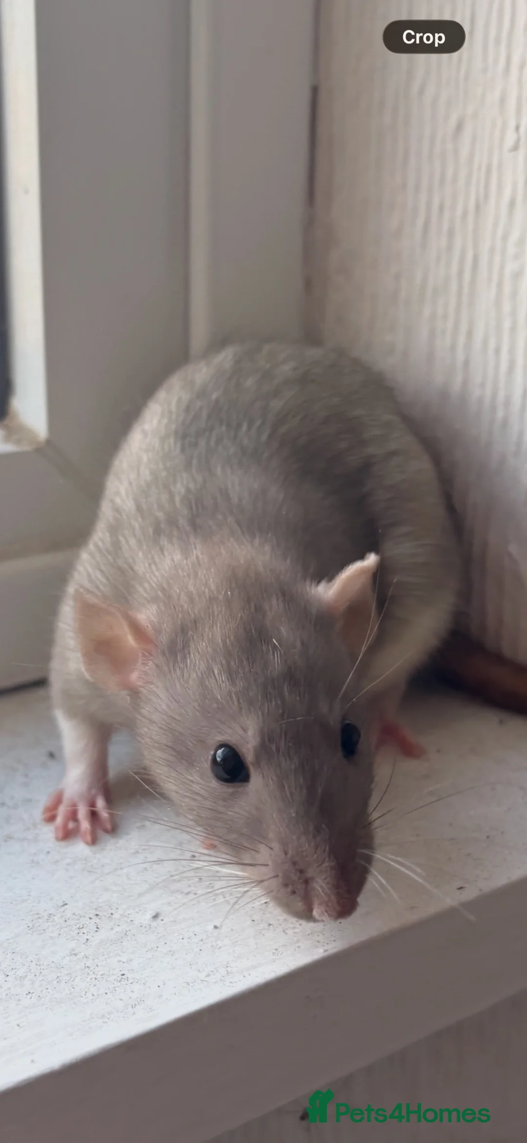 Rat rodents for sale: Female baby dumbo rat - Advert 1