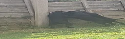 Patterdale Terrier dogs for sale: Patterdale pups - Advert 4
