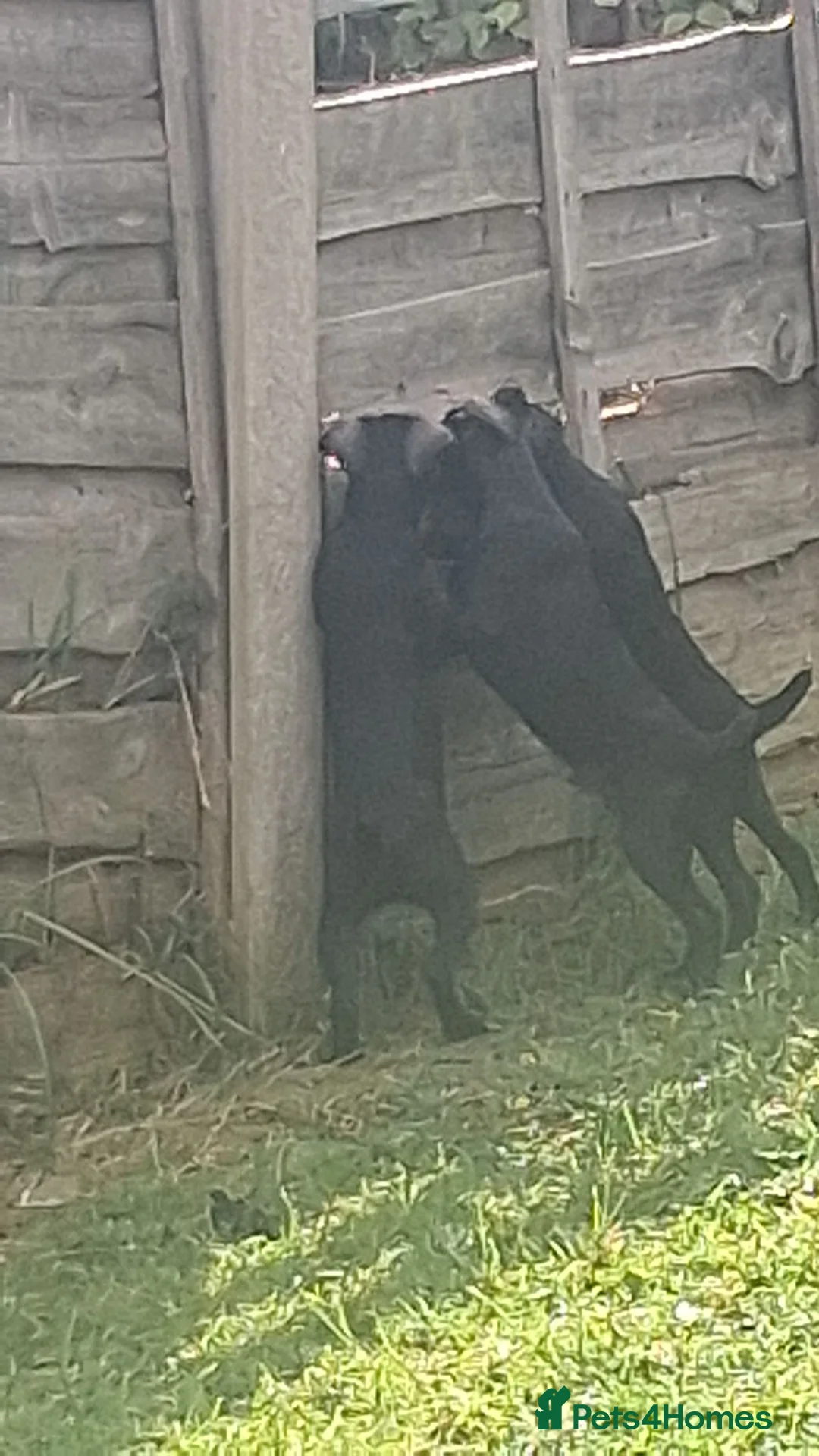 Patterdale Terrier dogs for sale: Patterdale pups - Advert 4
