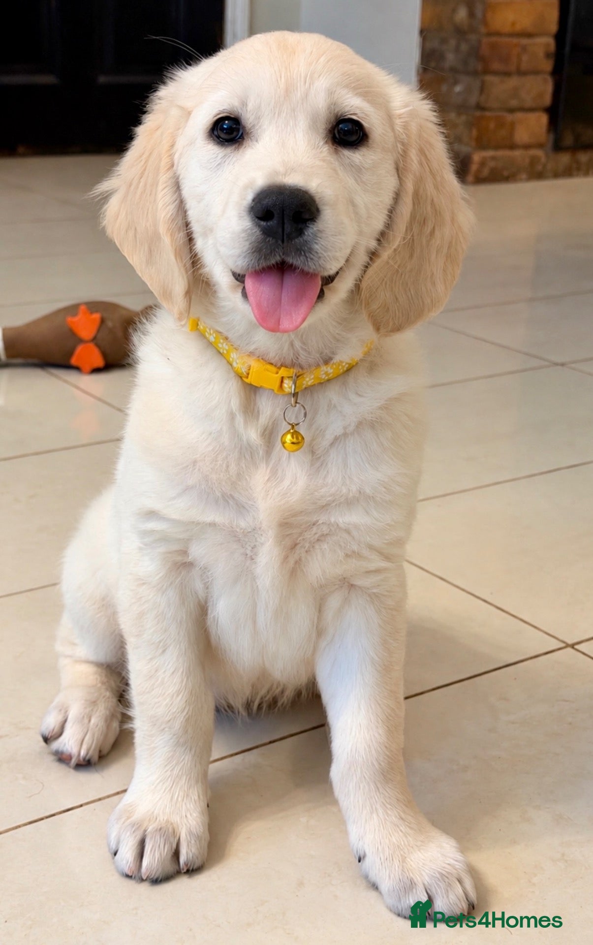 Golden Retriever dogs Beautiful KC Registered Golden Retriever Puppies - Advert 1