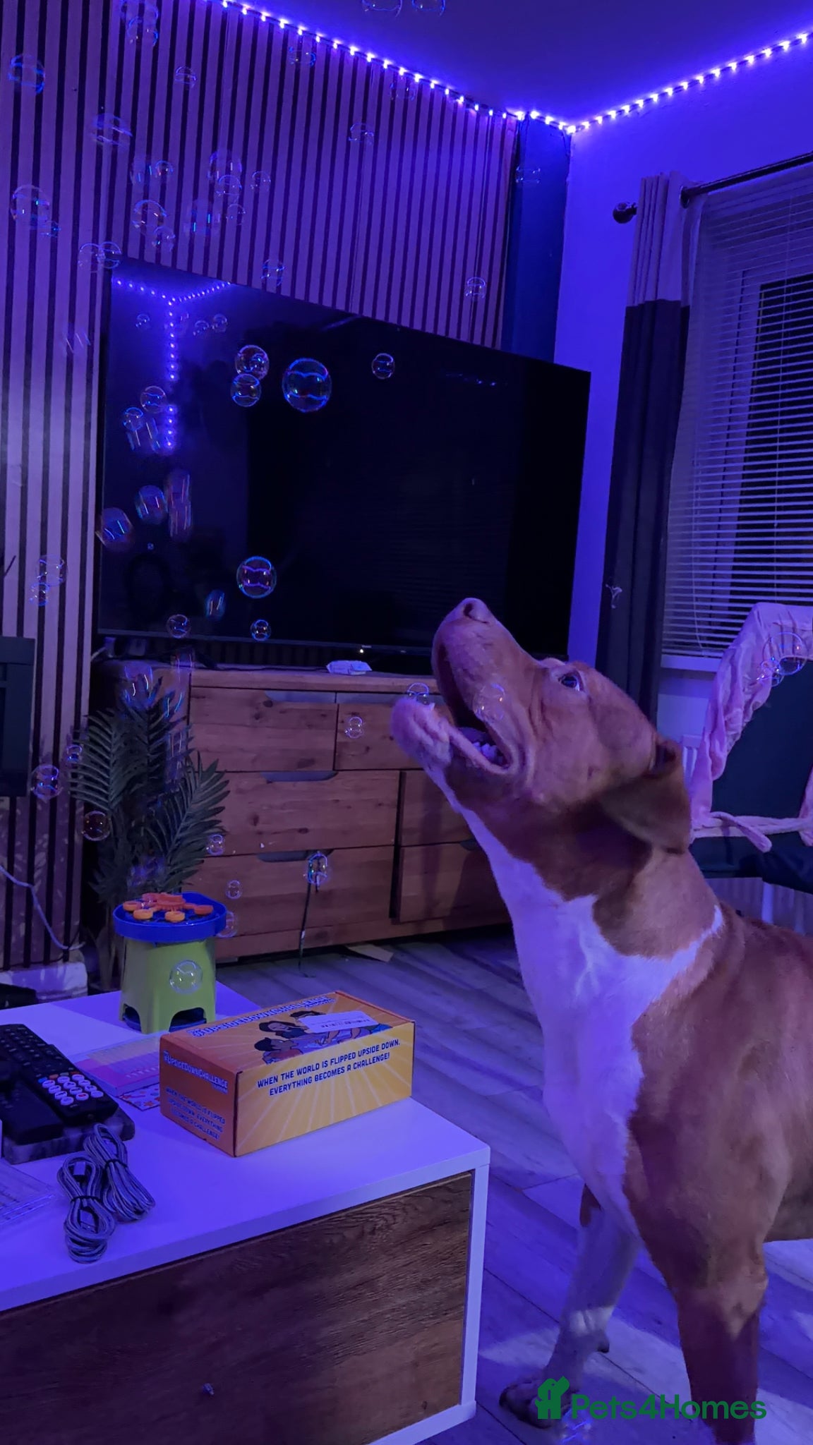 Mixed Breed dogs Scoobie - Advert 8