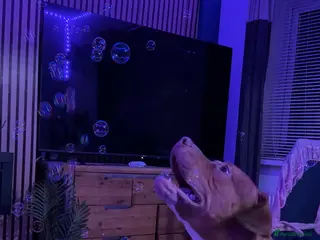 Mixed Breed dogs Scoobie - Advert 8