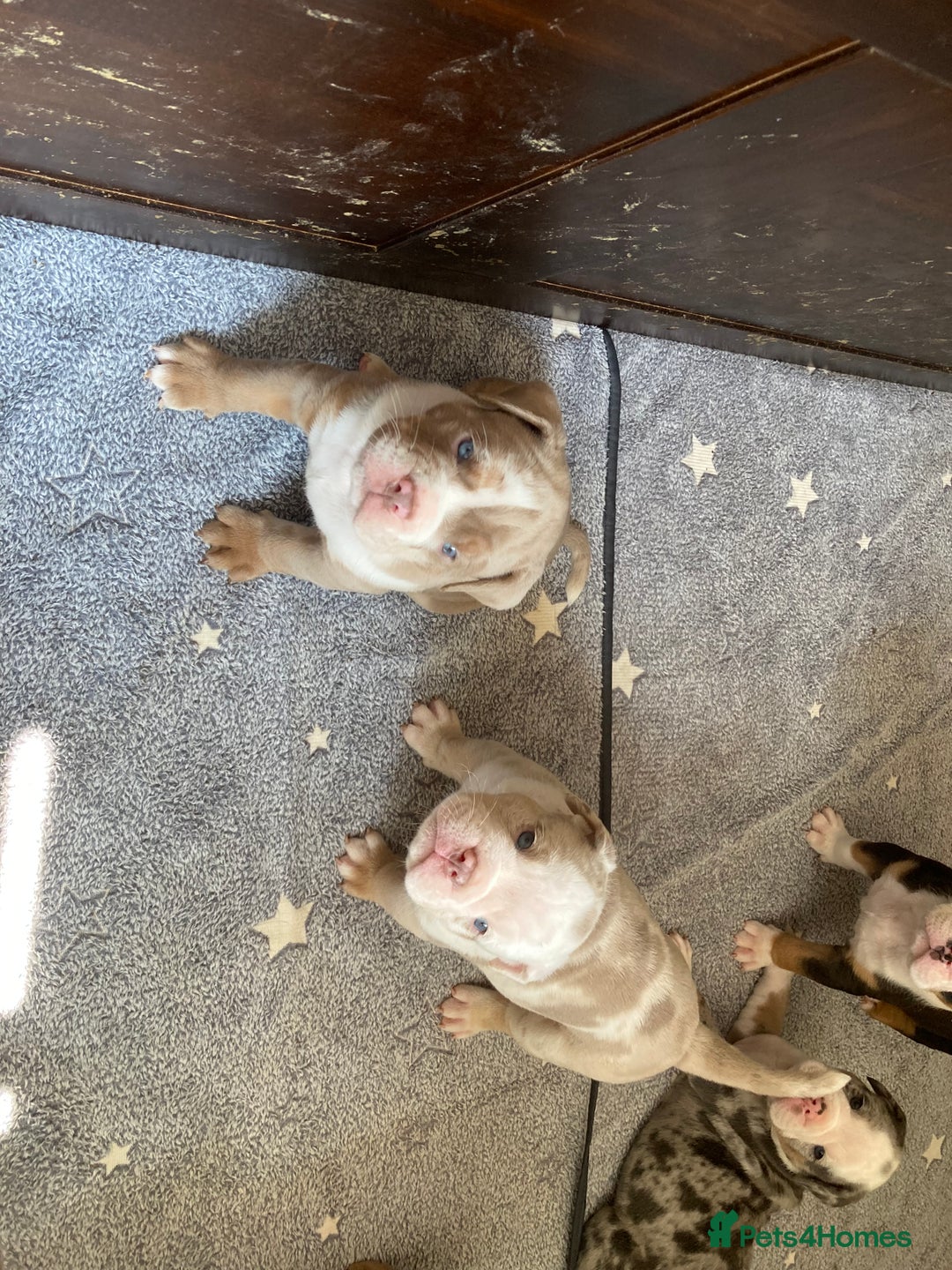 Olde English Bulldogge dogs for sale: Old English bulldog puppies - Image 22