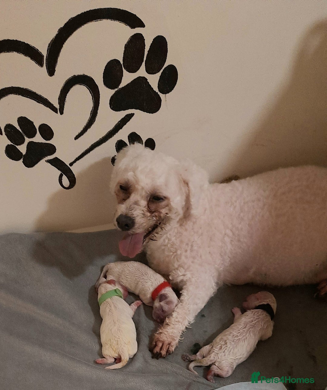 Bichon Frise dogs for sale: Barny and Bubba have had three lovely Puppies  - Image 1