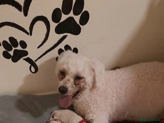 Bichon Frise dogs - Advert 10