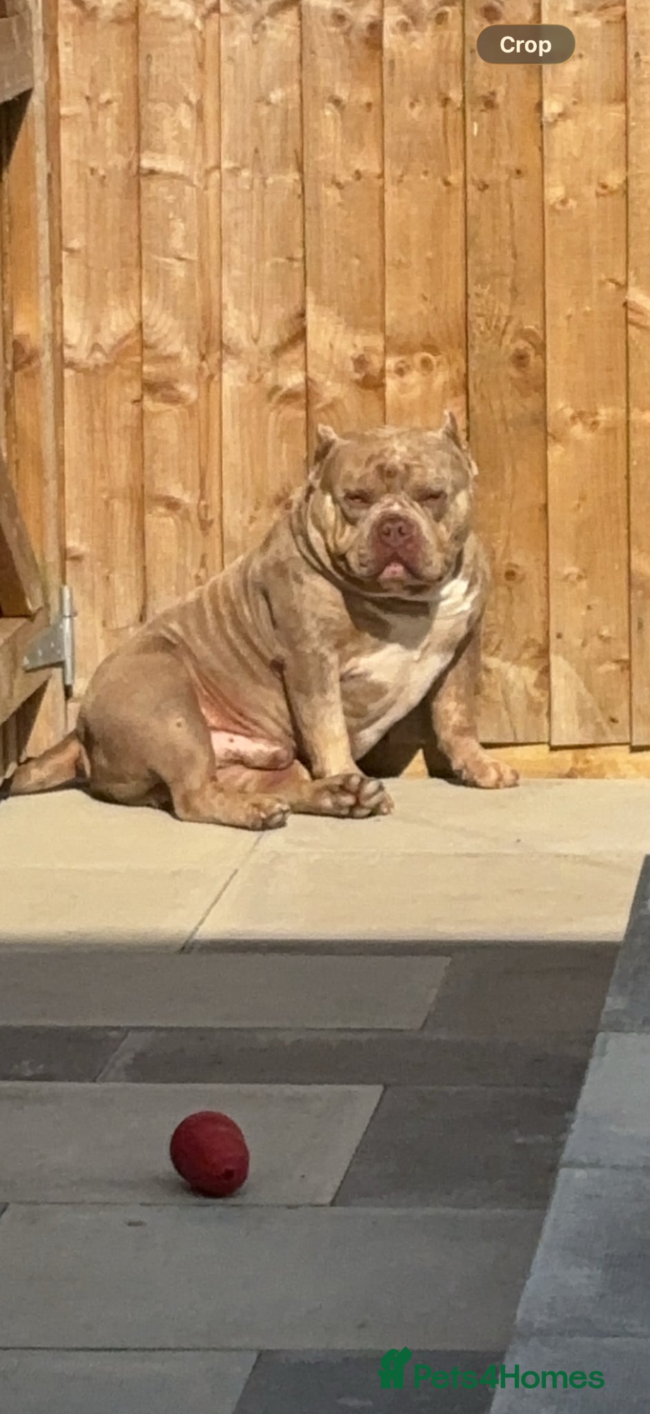 Shorty Bull dogs Pocket bully for sale  - Advert 1