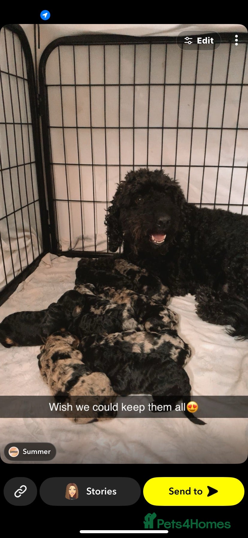 Cockapoo dogs Cockapoo puppies f2 - Advert 17