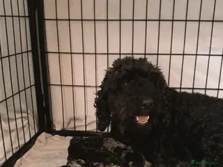 Cockapoo dogs Cockapoo puppies f2 - Advert 15