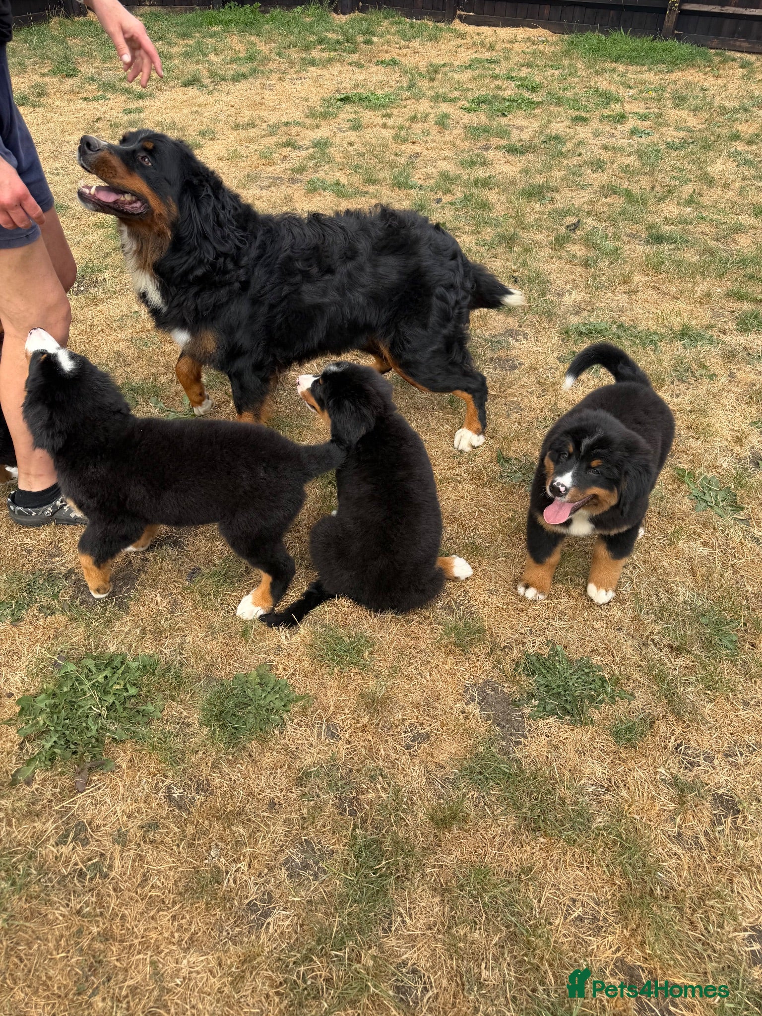 Bernese Mountain Dog dogs Bernese mountain dog puppies  - Advert 1