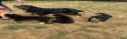 Bernese Mountain Dog dogs for sale: Bernese mountain dog puppies  - Advert 2