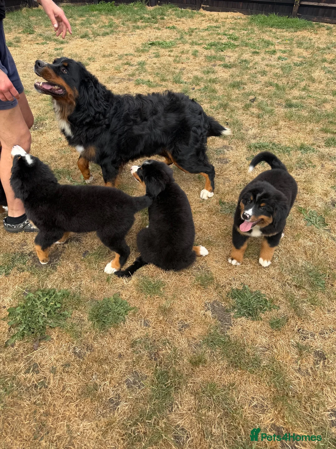 Bernese Mountain Dog dogs for sale: Bernese mountain dog puppies  - Advert 2