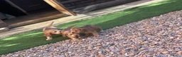 Cocker Spaniel dogs for sale: Show Type Cocker Spaniels - Advert 5