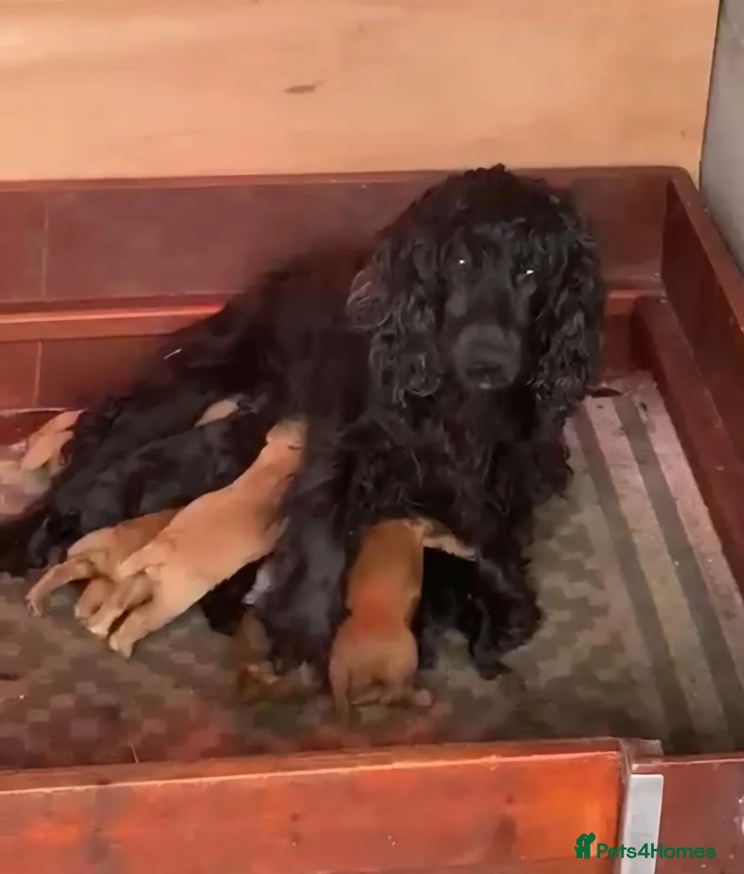 Cocker Spaniel dogs for sale: Kc registered cocker spaniels  - Advert 2