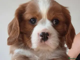Cavalier King Charles Spaniel dogs QUALITY KC REGISTERED CAVALIERS - Advert 2
