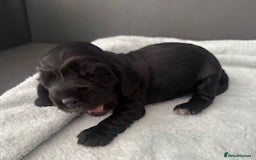 Cocker Spaniel dogs for sale: Show Type KC Cocker Spaniels, 5 star Breeder - Image 10