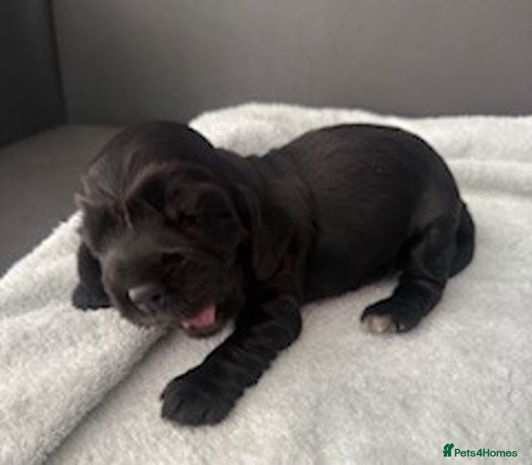 Cocker Spaniel dogs for sale: Show Type KC Cocker Spaniels, 5 star Breeder - Image 10