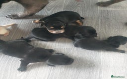 Mixed Breed dogs for sale: Cocker bull puppies for sale  - Image 8