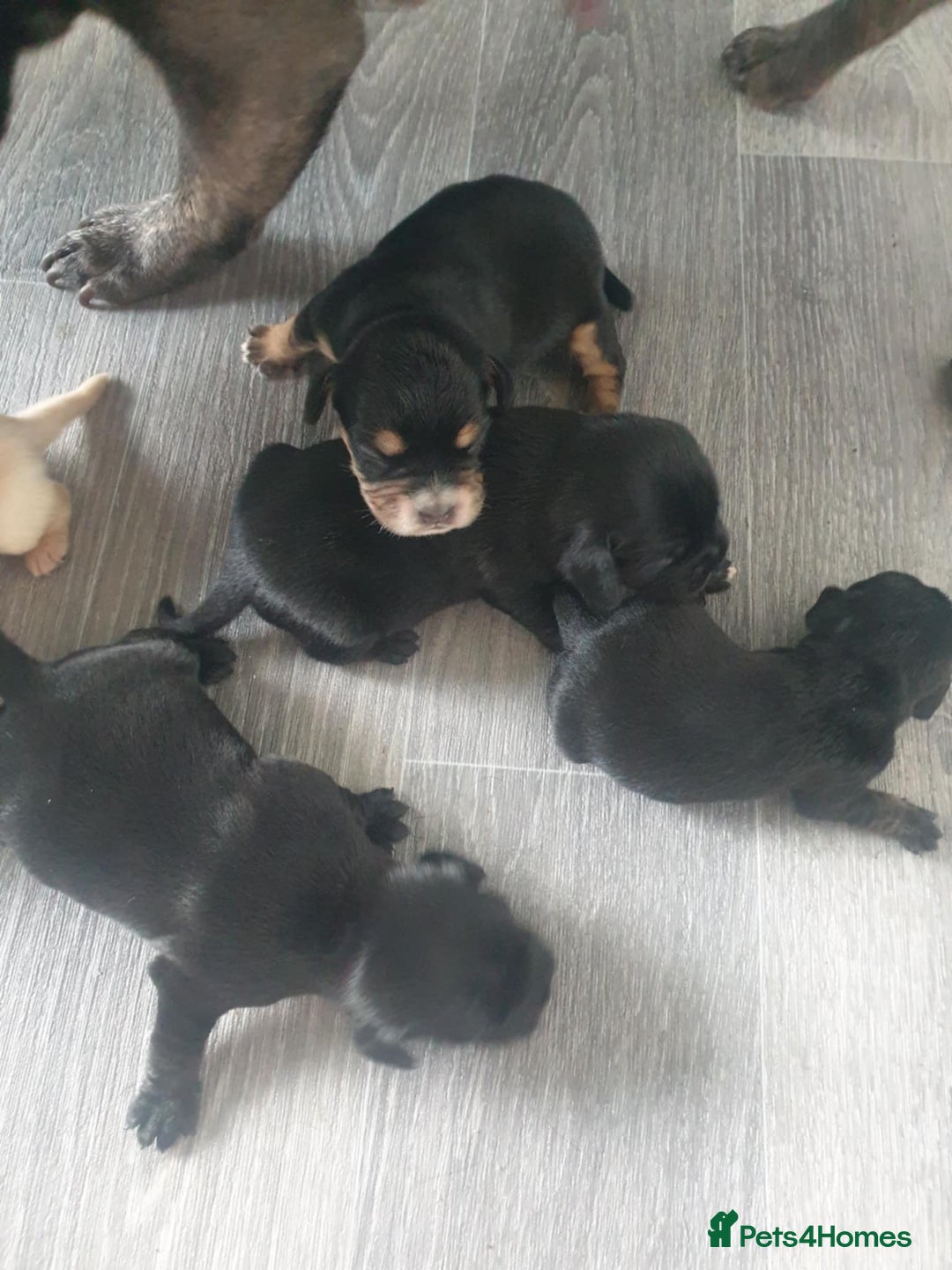 Mixed Breed dogs for sale: Cocker bull puppies for sale  - Image 8