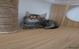 Mixed Breed cats for sale: Kittens ready to go to there forever homes - Image 4