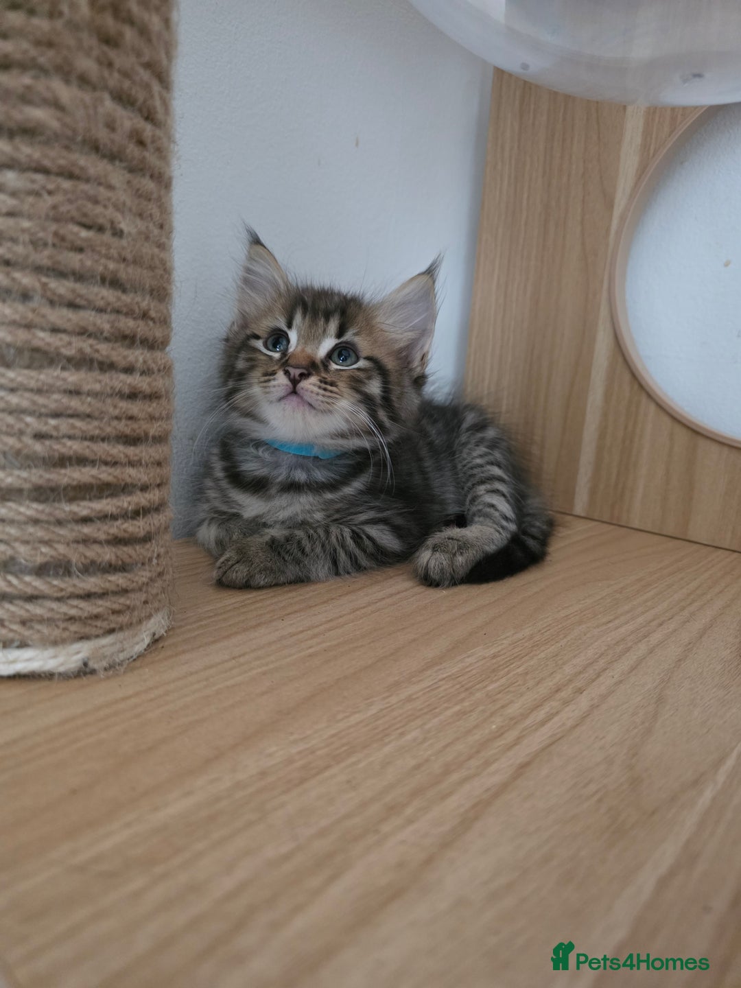 Mixed Breed cats for sale: Kittens ready to go to there forever homes - Image 4