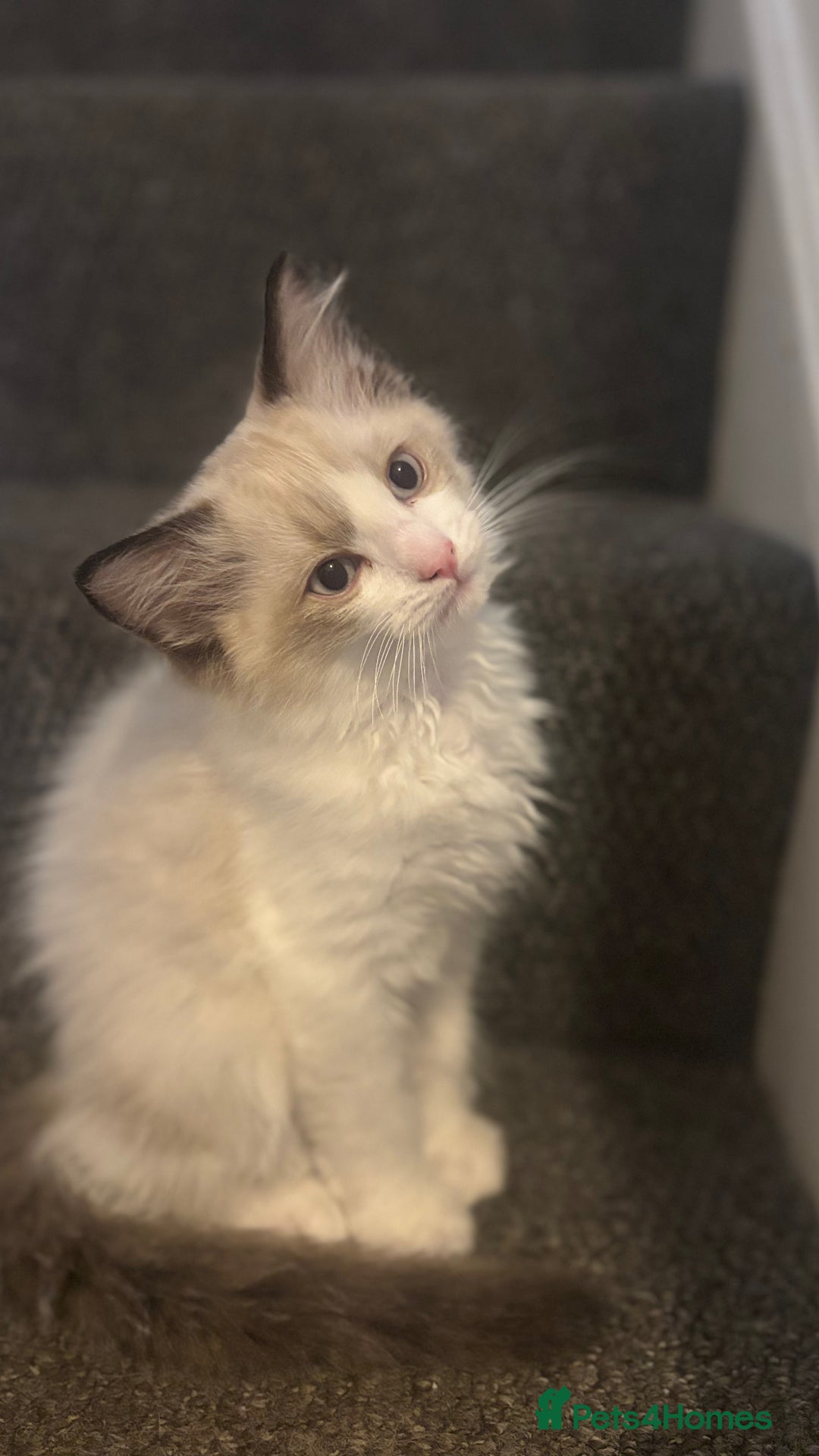 Ragdoll cats for sale: Ragdoll kittens - Image 4