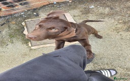 Labrador Retriever dogs for sale: Chocolate lab - Advert 2