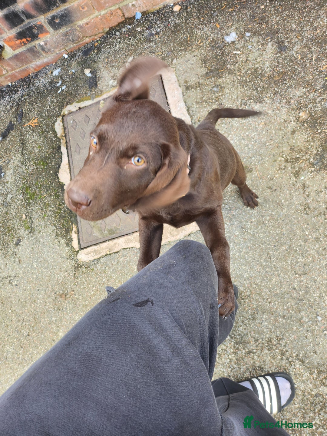 Labrador Retriever dogs for sale: Chocolate lab - Advert 2