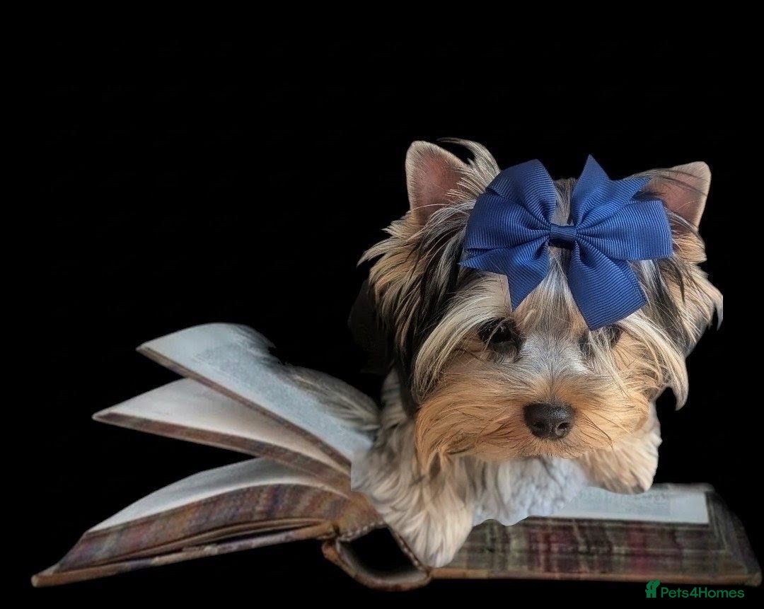 Yorkshire Terrier dogs 👉Yorkshire Terrier Pups–KC Lines, Health Checked - Advert 2