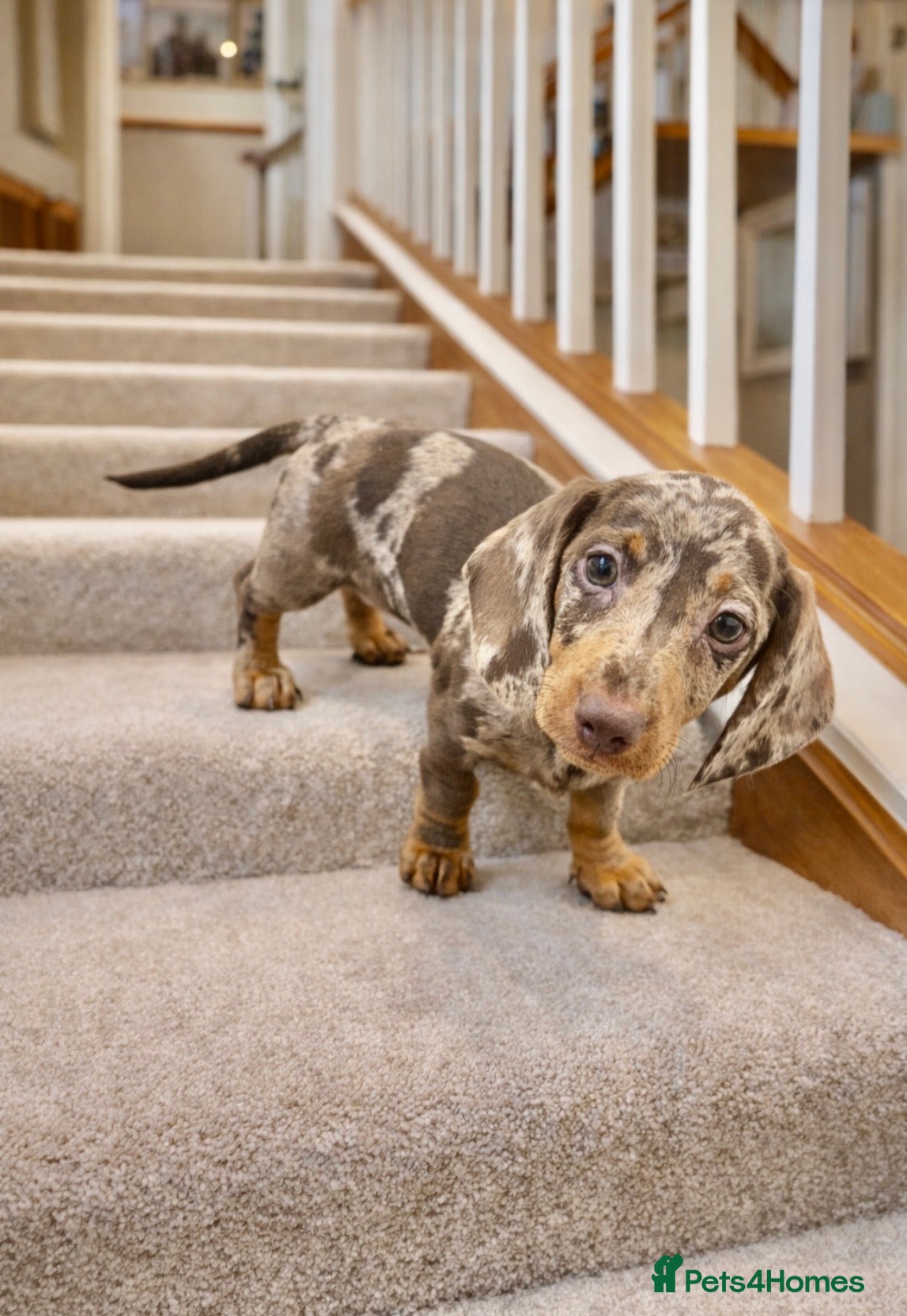 Dachshund dogs Dachshund Puppies  Chocolate dapple - Advert 2