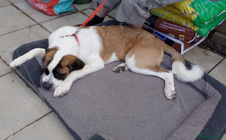 Saint Bernard dogs - Advert 1