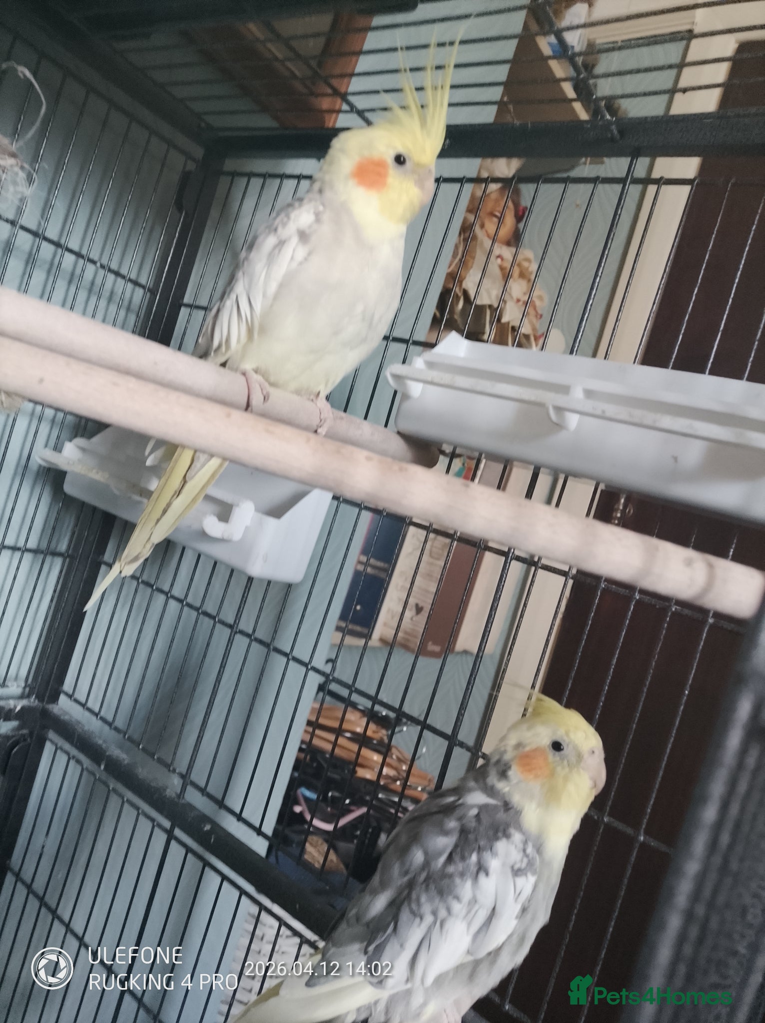 Cockatiels birds Two beautiful cocktails for rehoming  - Advert 1