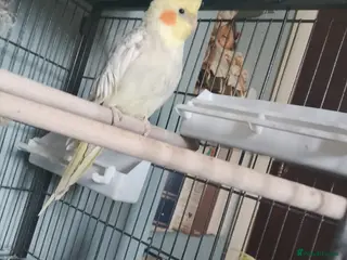 Cockatiels birds Two beautiful cocktails for rehoming - Advert 1