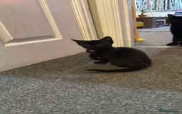 Domestic Shorthair cats for sale: Black kittens  - Image 14