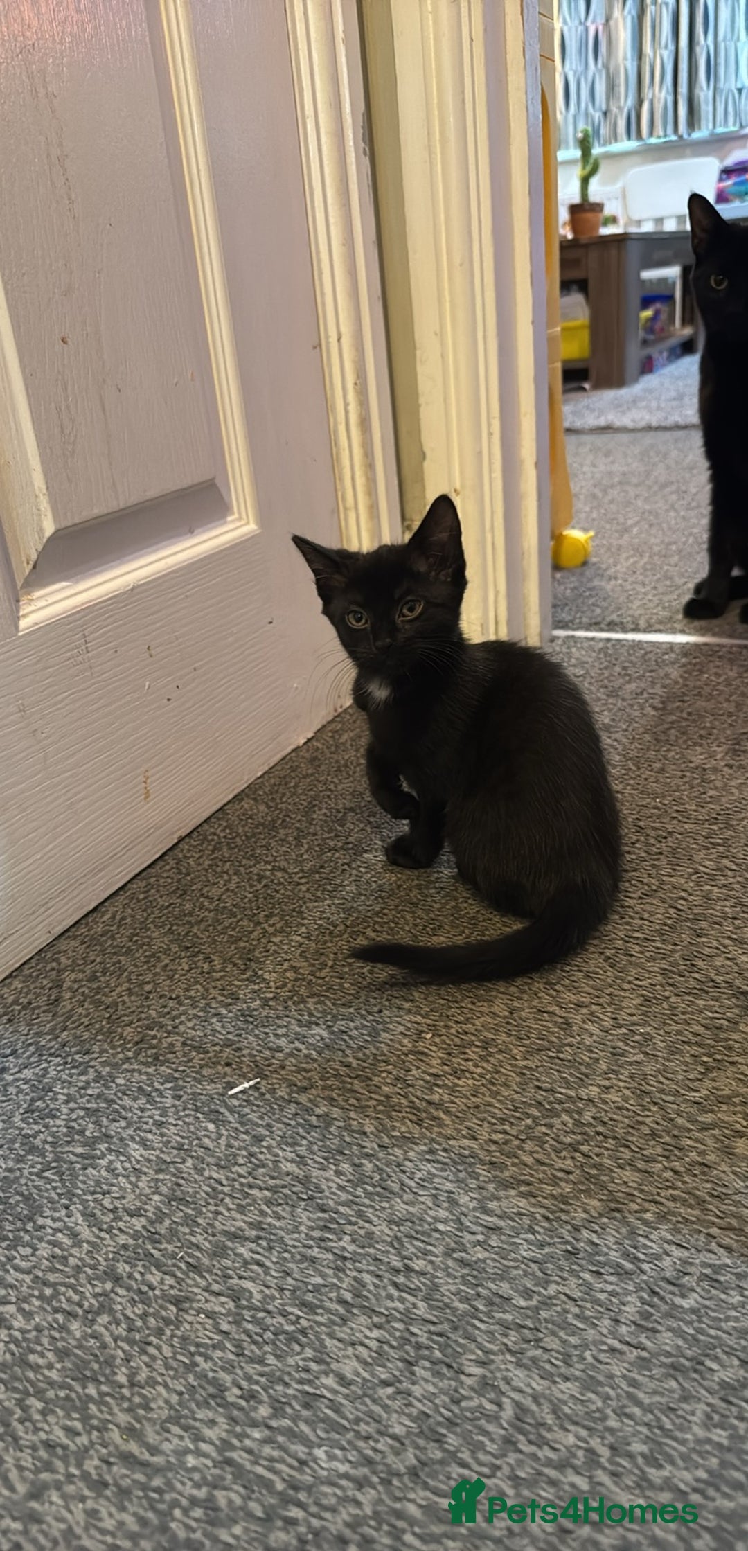 Domestic Shorthair cats for sale: Black kittens  - Image 14