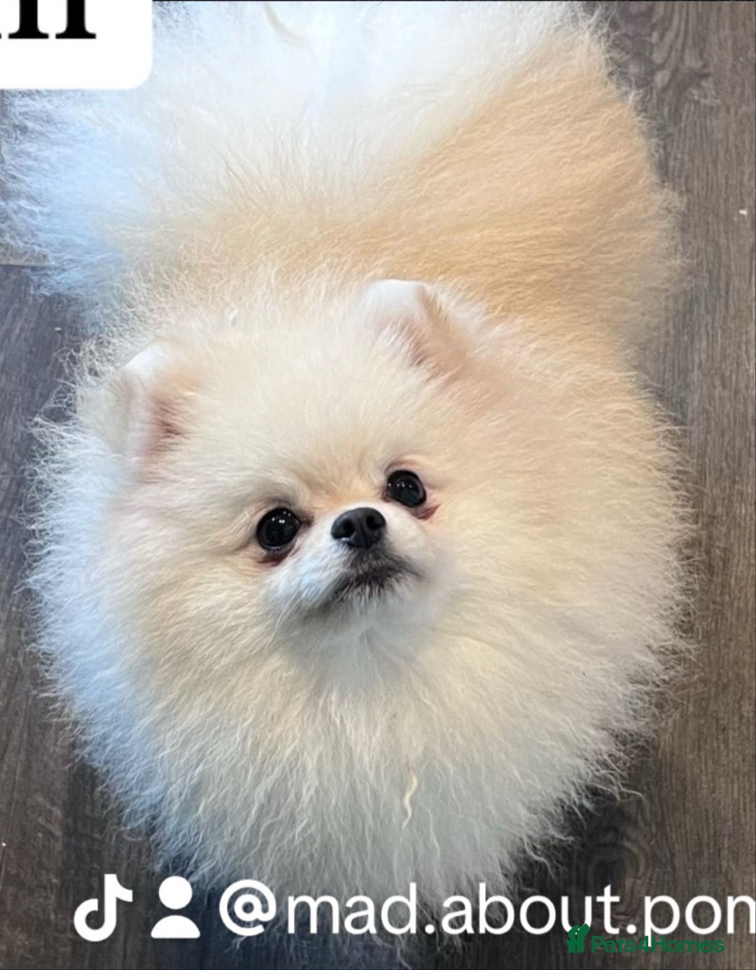 Pomeranian dogs for sale: ☁️RARE SOLID WHITE POMERANIANS ☁️ - Image 13