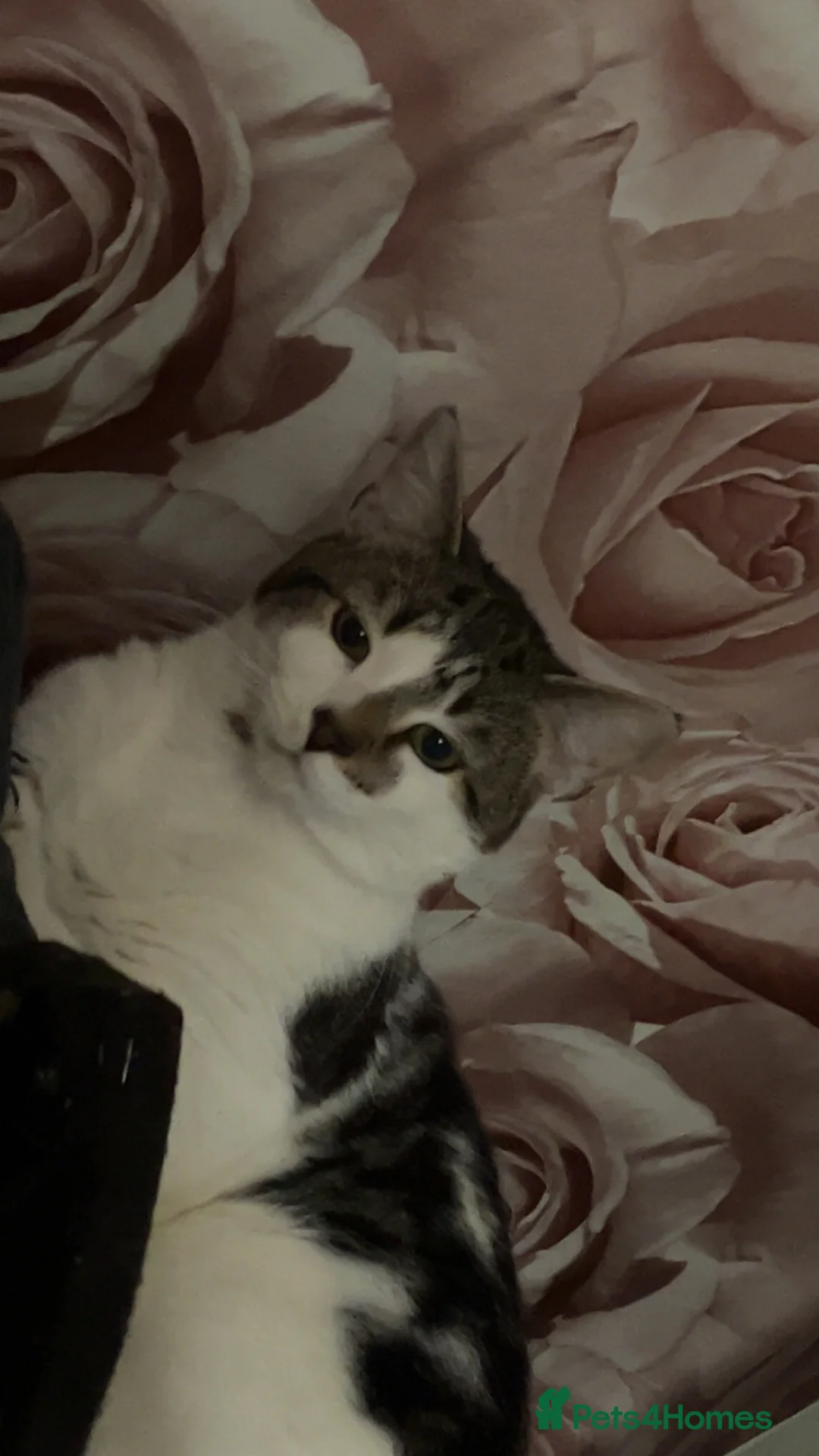 Mixed Breed cats for sale: Mansfield  - Advert 1