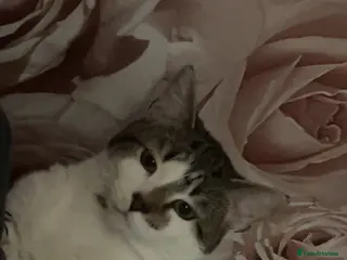 Mixed Breed cats Mansfield - Advert 1