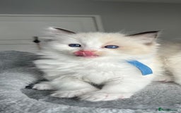 Ragdoll cats for sale: Registered Ragdoll kitttens for sale - Image 37