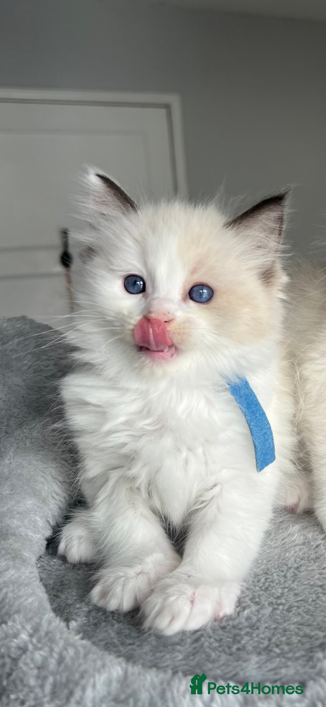 Ragdoll cats for sale: Registered Ragdoll kitttens for sale - Image 37
