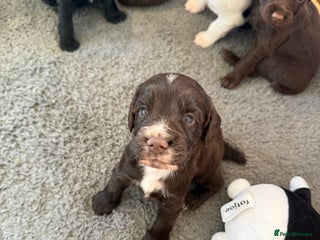 Sprocker dogs - Advert 1