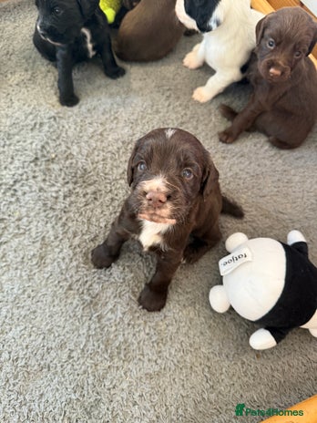 Sprocker dogs - Advert 5