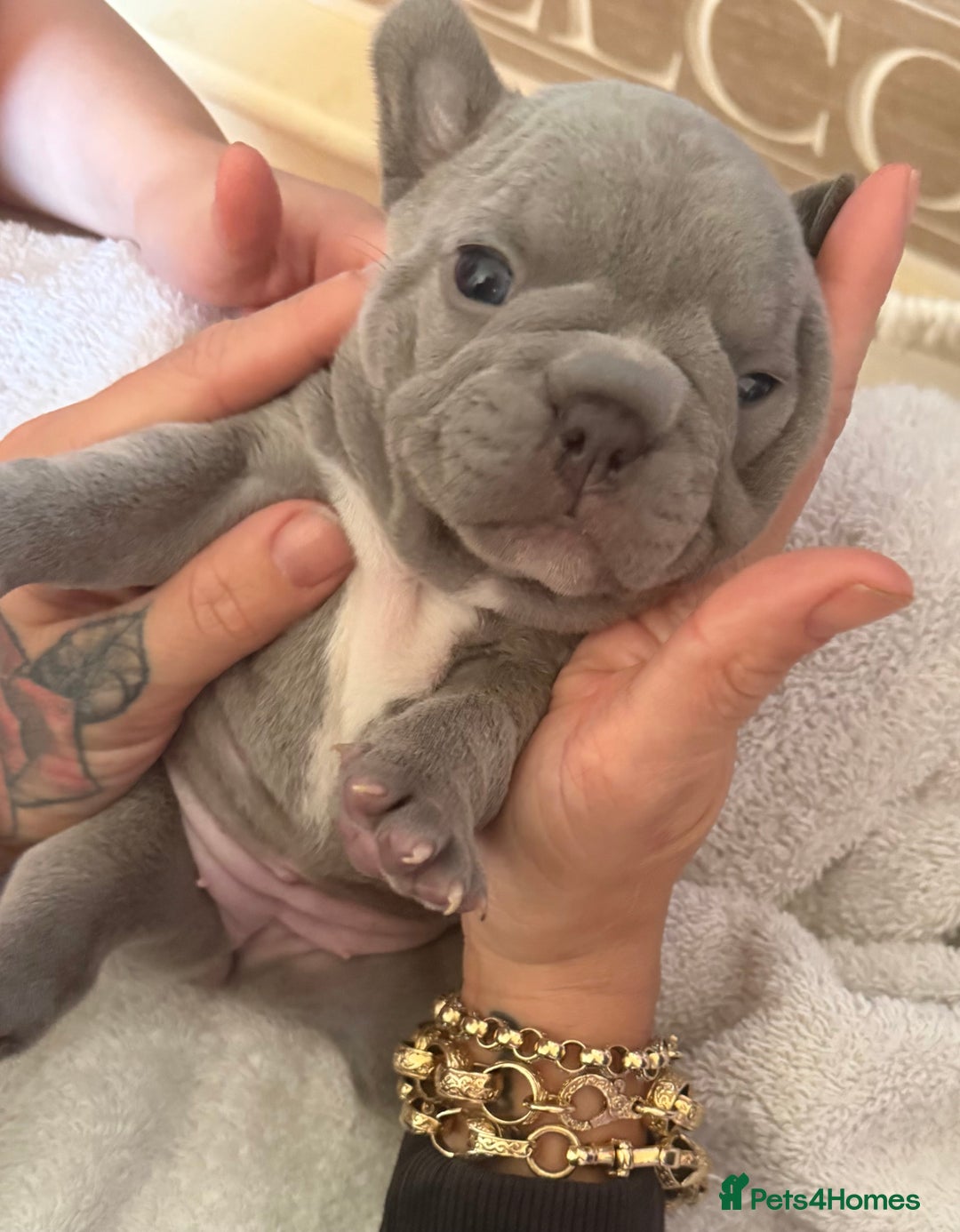 French Bulldog dogs for sale: French bulldog puppies  - Advert 16