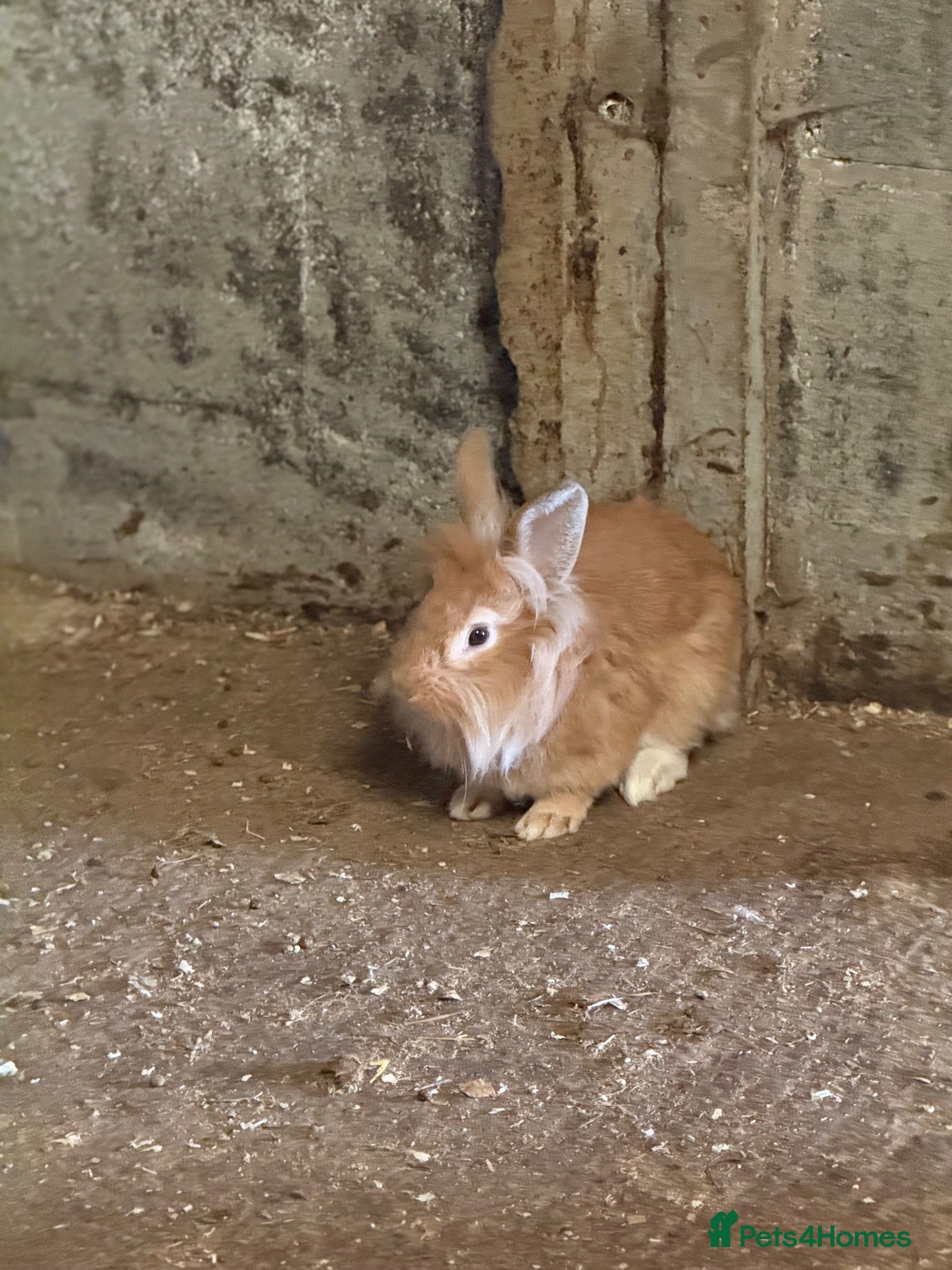 Lionhead rabbits 2 x lionhead bucks - Advert 2