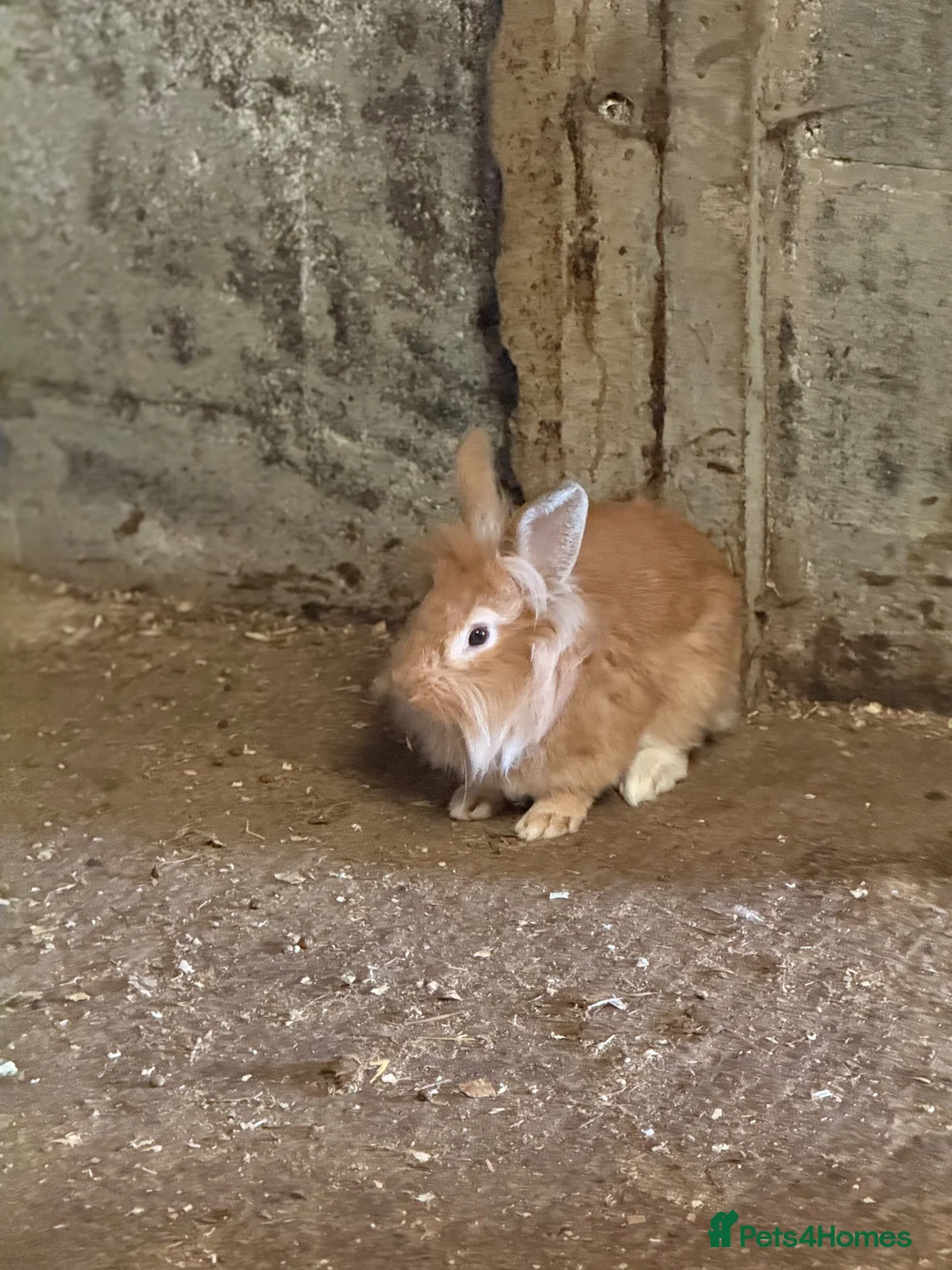 Lionhead rabbits for sale: 2 x lionhead bucks - Advert 2