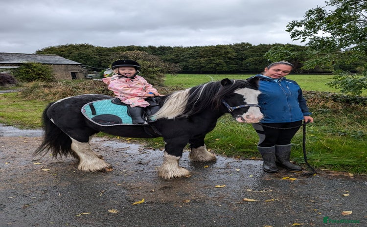 Irish Cob horses - Advert 1
